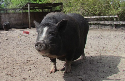 pig stannding